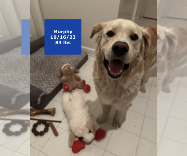 Medium Photo #2 Golden Pyrenees Puppy For Sale in West Hollywood, CA, USA