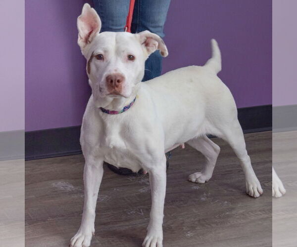 Medium Photo #3 American Bulldog-American Staffordshire Terrier Mix Puppy For Sale in Huntley, IL, USA
