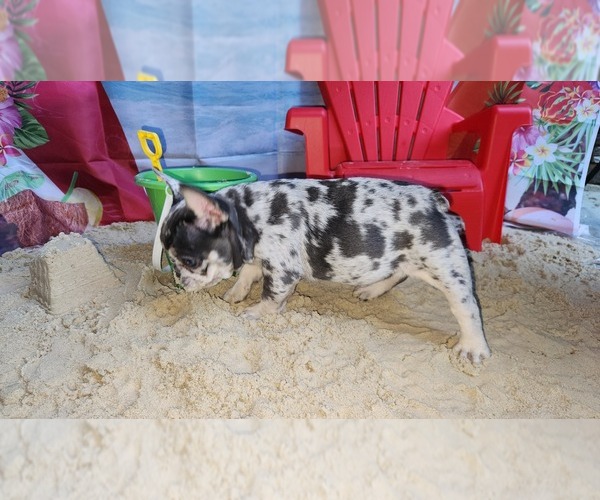 Medium Photo #3 French Bulldog Puppy For Sale in MARYVILLE, TN, USA