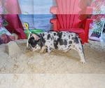 Small #2 French Bulldog
