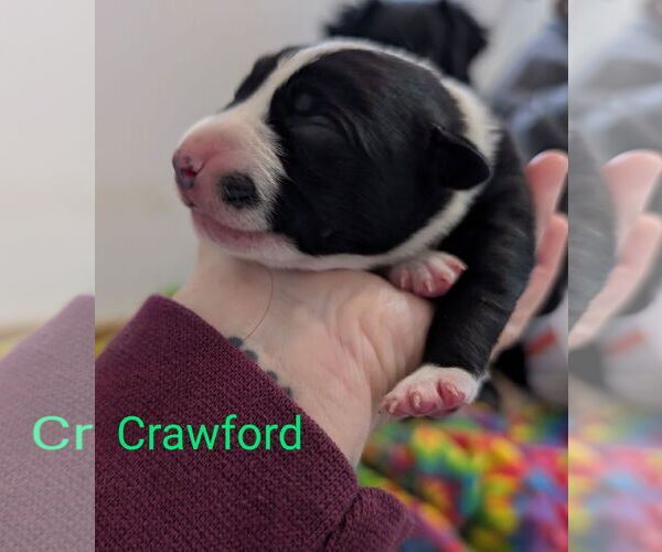 Medium Photo #1 Border Collie-Unknown Mix Puppy For Sale in Chinook, MT, USA