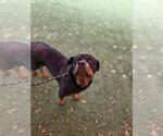 Small #1 Rottweiler Mix