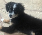 Small #10 Miniature Australian Shepherd