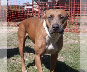 American Staffordshire Terrier Dogs for adoption in San Antonio, TX, USA