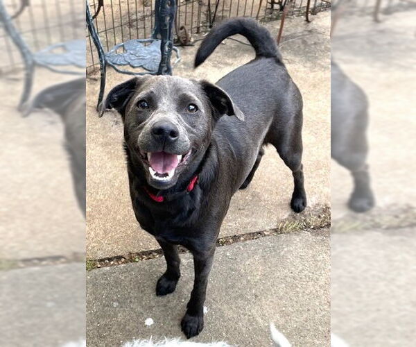 Medium Photo #1 Labrador Retriever-Unknown Mix Puppy For Sale in Germanton, TN, USA