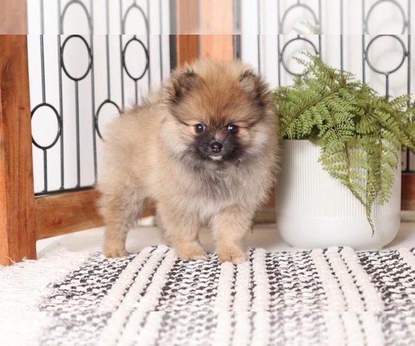 Medium Photo #1 Pomeranian Puppy For Sale in NAPLES, FL, USA