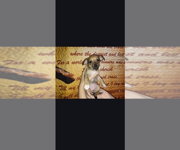 Medium Photo #2 Chiweenie Puppy For Sale in BLUFF CITY, TN, USA