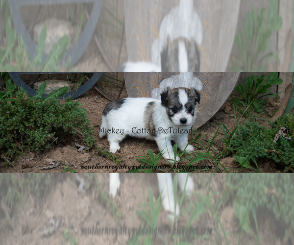 Medium Photo #1 Coton de Tulear Puppy For Sale in LEBANON, TN, USA