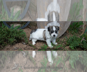Coton de Tulear Puppy for sale in LEBANON, TN, USA