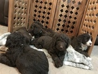 Small Photo #8 Aussiedoodle Puppy For Sale in RANDLEMAN, NC, USA