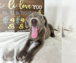 Labrador Retriever Puppy for sale in GREENFIELD, IN, USA