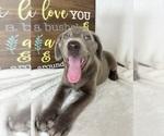 Image preview for Ad Listing. Nickname: Luna