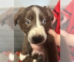 Small #1 Border Collie