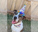 Small #1 Boxer Mix