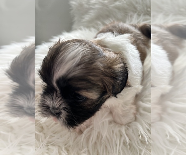 Medium Photo #2 Shih Tzu Puppy For Sale in WASHINGTON, DC, USA