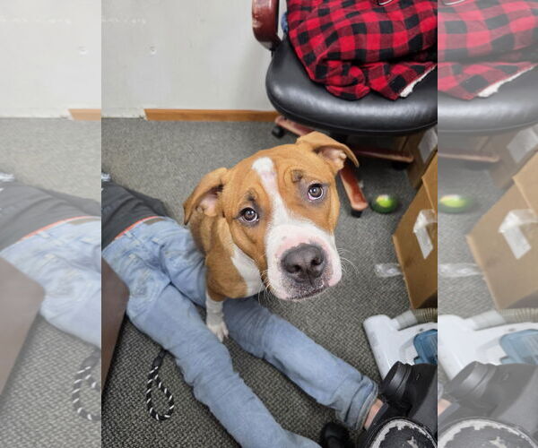 Medium Photo #25 Treeing Walker Coonhound-Unknown Mix Puppy For Sale in Princeton, MN, USA