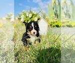 Small Photo #4 Bernese Mountain Dog Puppy For Sale in BROKEN ARROW, OK, USA