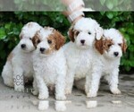 Small #2 Goldendoodle (Miniature)