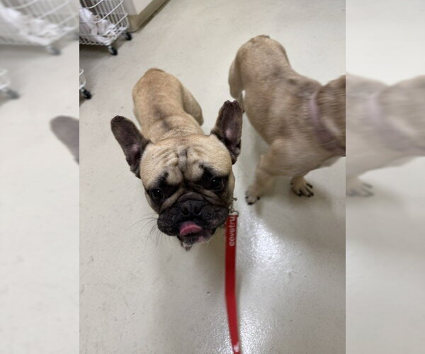Medium Photo #1 French Bulldog Puppy For Sale in Fremont, CA, USA