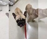 Small French Bulldog