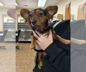 Chiweenie Dogs for adoption in Martinsburg, WV, USA