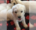 Small Photo #4 English Cream Golden Retriever Puppy For Sale in SPARTA, WI, USA