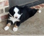 Puppy OAK Miniature Australian Shepherd