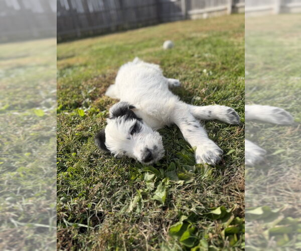 Medium Photo #2 Labsky Puppy For Sale in Aurora, IN, USA
