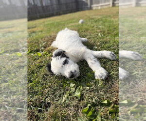 Idaho : Preston - Male Labsky Dog for Adoption - Photo #2