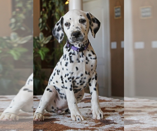Medium Photo #1 Dalmatian Puppy For Sale in PERRIS, CA, USA
