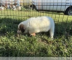 Small #4 Great Bernese