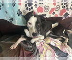 Small #2 American Foxhound Mix
