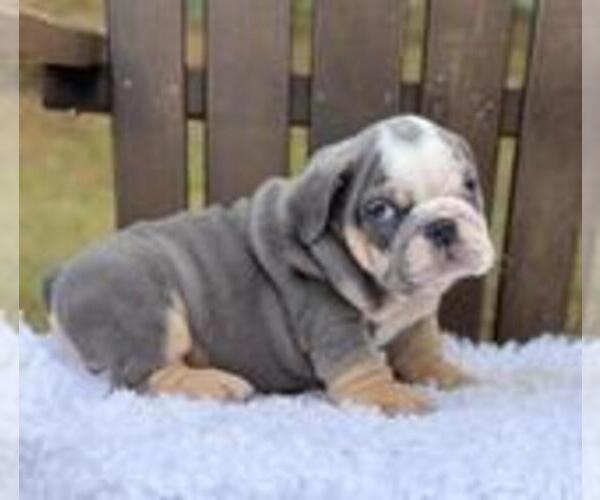 Medium Photo #2 Bulldog Puppy For Sale in DALLAS, TX, USA