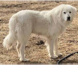 Mother of the Great Pyrenees puppies born on 01/18/2022