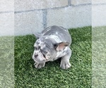 Small Photo #13 French Bulldog Puppy For Sale in ANCHORAGE, AK, USA