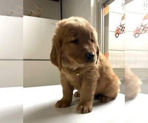 Golden Retriever Puppy for Sale in FREDERICKSBG, Ohio USA