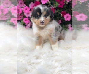 Australian Shepherd Puppy for sale in INDIANAPOLIS, IN, USA