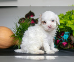 Puppy Thatcher Cavapoo