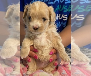 Maltipoo Puppy for sale in ANGIER, NC, USA