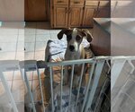 Small Photo #8 Treeing Walker Coonhound Puppy For Sale in Claremore, OK, USA