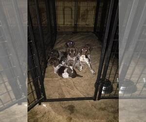 German Shorthaired Pointer Puppy for sale in MONTICELLO, IN, USA