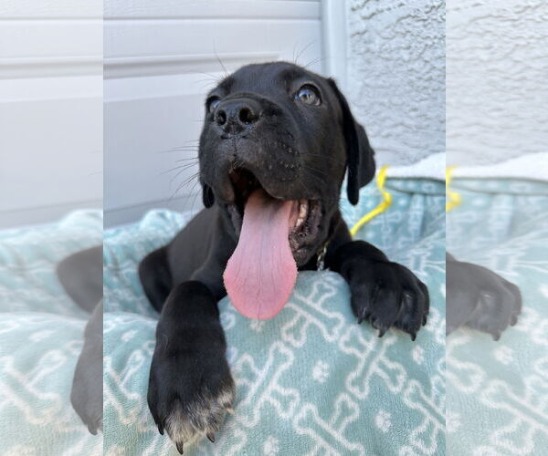 Medium Photo #4 Mutt Puppy For Sale in Goodyear, AZ, USA