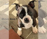 Small Boston Terrier