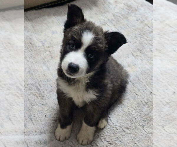 Medium Photo #3 Aussie Siberian Puppy For Sale in Lakewood, CO, USA