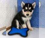 Small Photo #7 Siberian Husky Puppy For Sale in MOUNT AYR, IA, USA