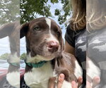 Bodie - Male Lab-Pointer Dog for Adoption - Small photo