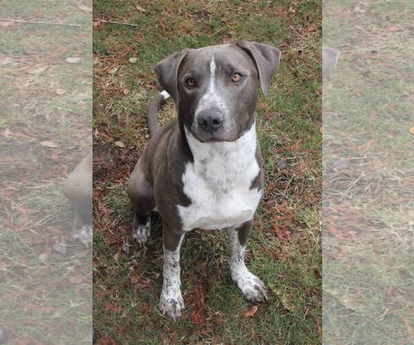 Medium Photo #24 American Pit Bull Terrier-Unknown Mix Puppy For Sale in Oakhurst, NJ, USA
