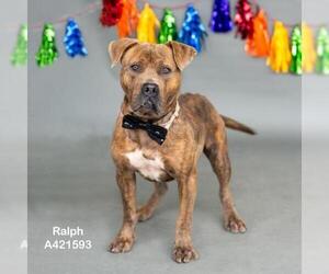 Mutt Dogs for adoption in Conroe, TX, USA