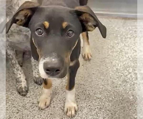 Medium Photo #2 Labrador Retriever-Unknown Mix Puppy For Sale in Houston, TX, USA