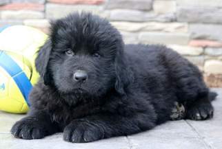 Newfoundland Puppy for sale in MOUNT JOY, PA, USA